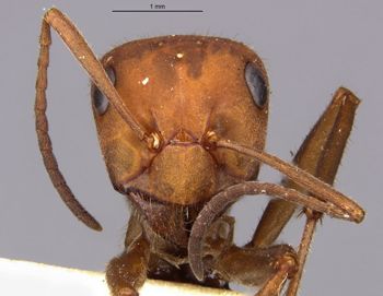 Media type: image;   Entomology 23246 Aspect: hefa